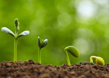 Grow